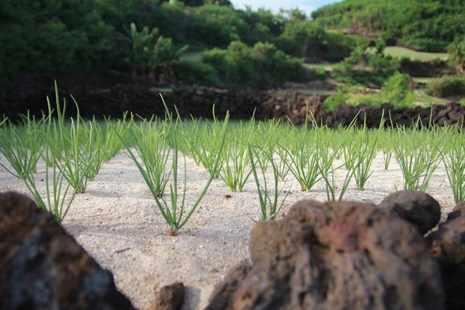 Lý Sơn to develop organic garlic farm.jpg